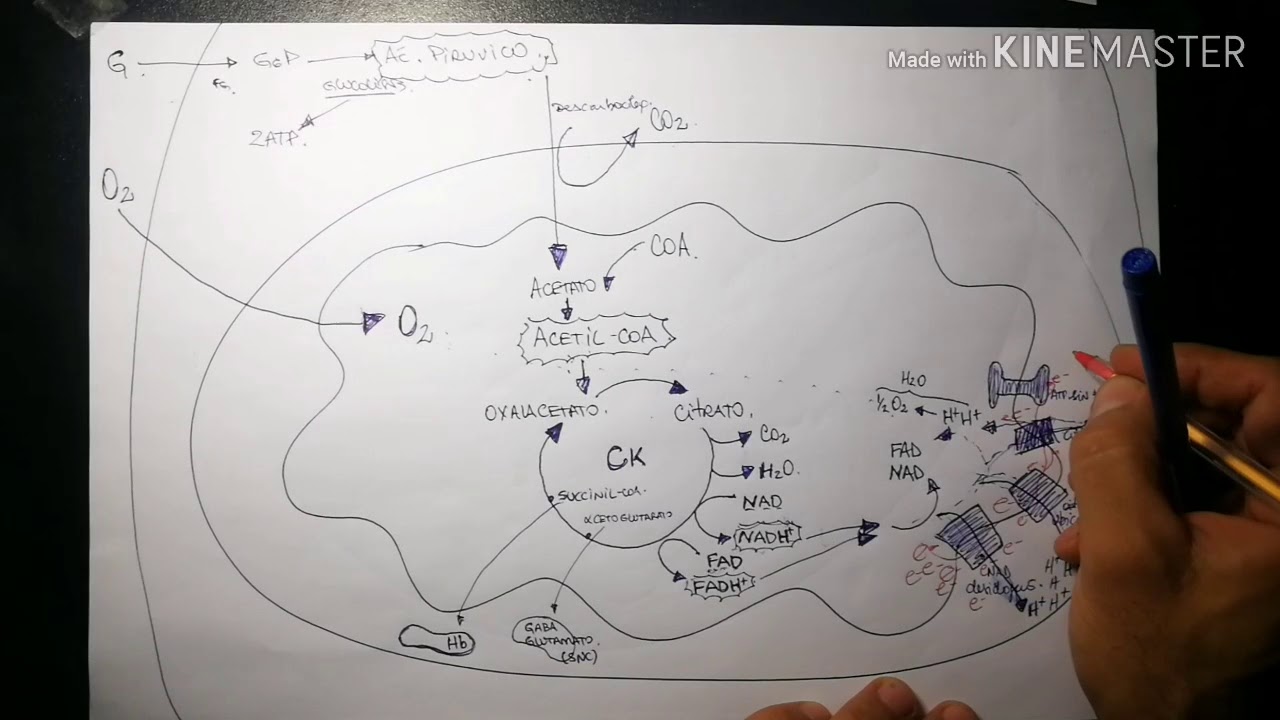 CICLO DE KREBS - B OXIDAÇÃO