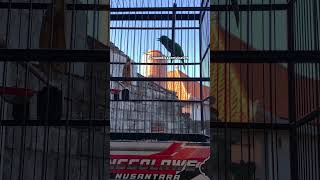 Download lagu CUCAK IJO NEMBAK TENGKEK BUTO SAMBUNG CILILIN #kicaumania #hobbyburung #kicaumanianusantara #burung mp3 Download lagu CUCAK IJO NEMBAK TENGKEK BUTO SAMBUNG CILILIN #kicaumania #hobbyburung #kicaumanianusantara #burung mp3