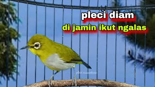 Download lagu Pleci Ngalas 123 Tembakan Manggil Lawan,Di Jamin Ampuh Buat Pancingan Pleci Bustomi Gacor,Buka Paruh mp3 Download lagu Pleci Ngalas 123 Tembakan Manggil Lawan,Di Jamin Ampuh Buat Pancingan Pleci Bustomi Gacor,Buka Paruh mp3