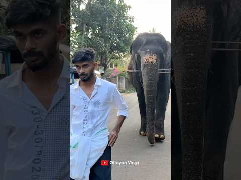 What's in this pocket😂😂 I Kaveri Elephant Malappuram #aana #kaveri #shorts