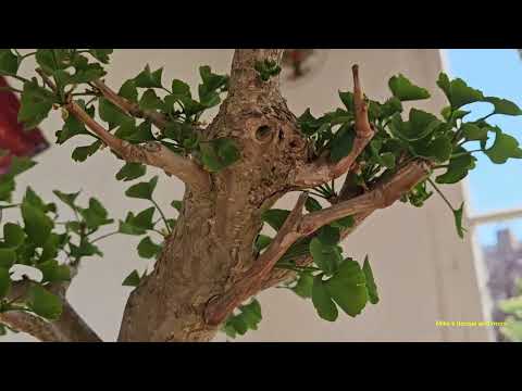 Der Ginkgo aus dem Garten