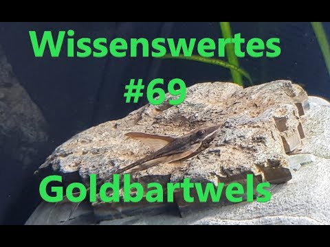 Der Goldbartwels | Wissenswertes #69