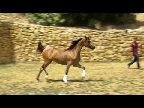 MAHITY JOLLY  -  Danny Ghosn Arabians Beirut - Lebanon