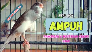 Download lagu Cuit CUit !!! Suara PANCINGAN KENARI PAUD Belajar Bunyi Ngeriwik || Masteran KENARI Paud | Part 150 mp3