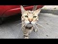 Tabby Cat Meowing Very Loudly Because He Is Very Hungry