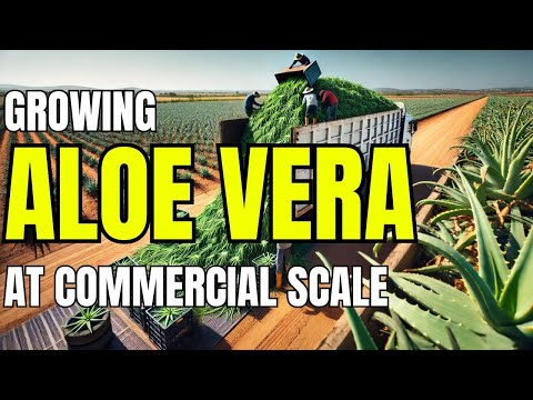 How to Grow Aloe Vera Commercially: Complete Guide for Large-Scale Farming