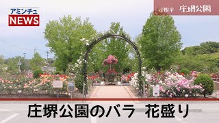 【アミンチュニュース】彦根市 庄堺公園のバラ花盛り