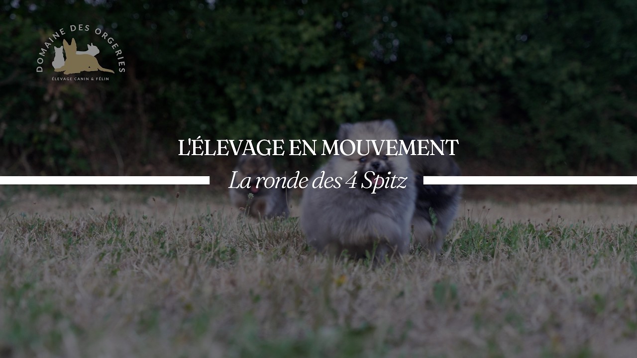 Vidéo : La ronde des 4 Spitz — Domaine des Orgeries