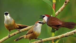 Download lagu SUARA BURUNG KASO KASO GACOR JERNIH COCOK UNTUK MASTERAN mp3 Download lagu SUARA BURUNG KASO KASO GACOR JERNIH COCOK UNTUK MASTERAN mp3