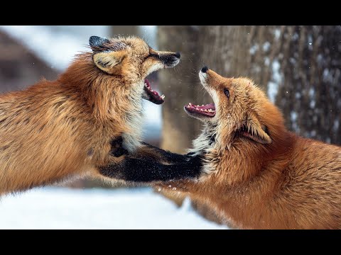 Tiramisu (Fox) vs Project (Fox) Top 48 LR4 MMOM Memorial