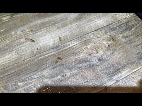 Kitchen Infested with German Cockroaches in Eatontown, NJ