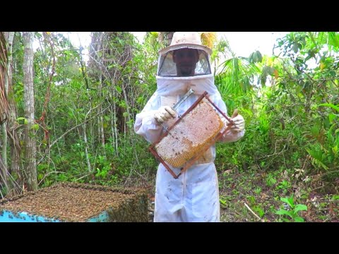 Divisão De Colmeia APIS Passo a Passo - Parte 01