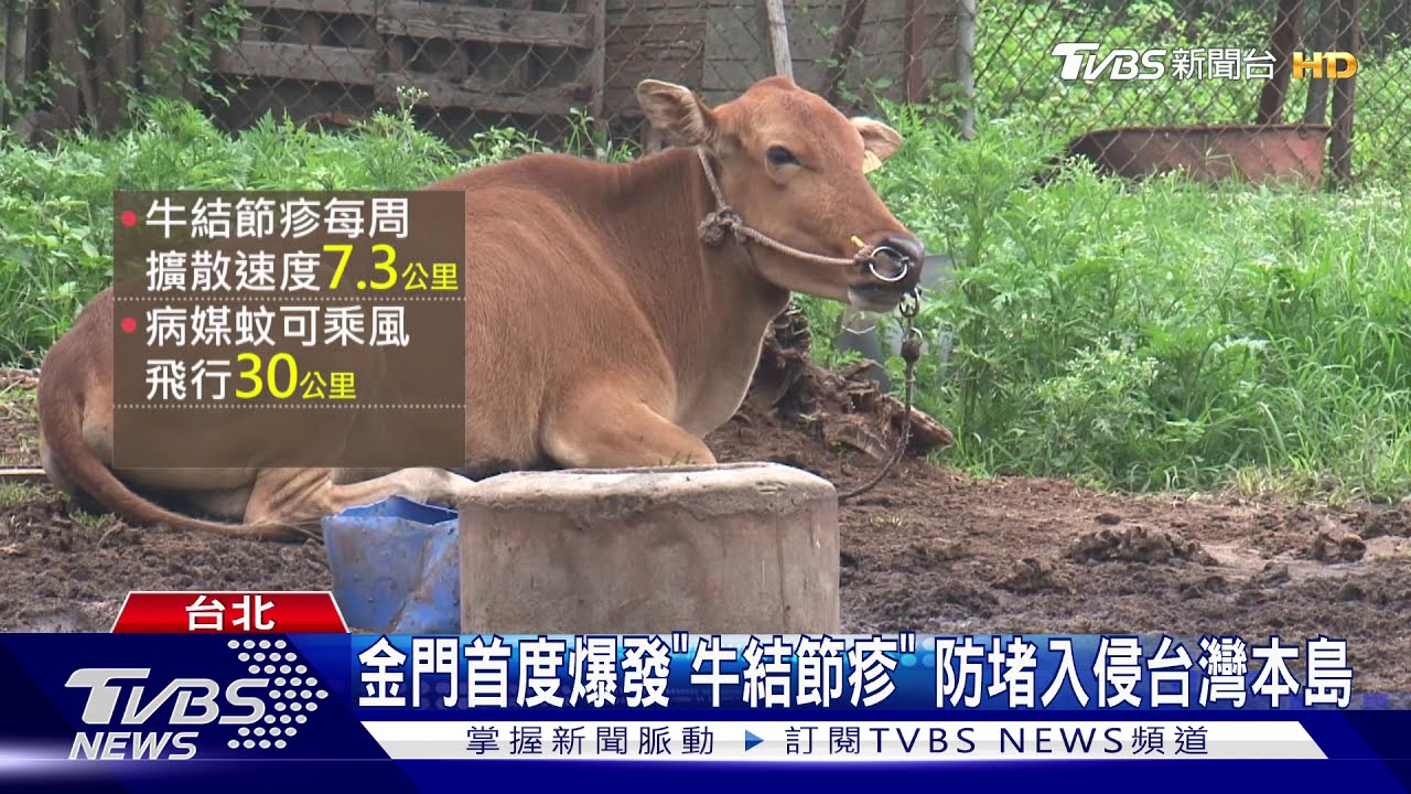 防「牛結節疹」登台！若乳牛染疫　鮮奶價格恐狂飆