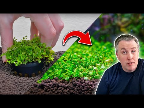 How to Plant a Carpet in Your Aquarium (The Easy Way!)
