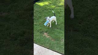 Video preview image #1 Labrador Retriever-Unknown Mix Puppy For Sale in The Woodlands, TX, USA