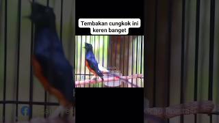 Download lagu Murai batu gacor isian tembakan cungkok mp3