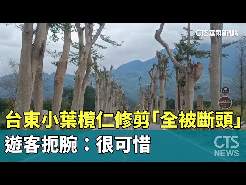 小葉欖仁危害