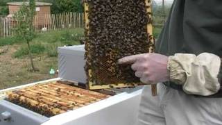 preview picture of video 'Beekeeping in Nottingham: Thrive with a Hive  at Stonebridge City Farm 2.dv'