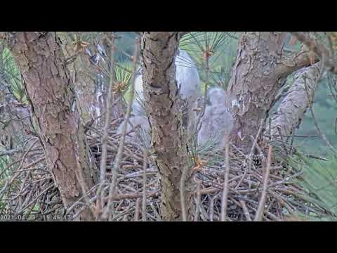 4/23/2021~Extremely Rare Leucistic Red-Tailed Hawk Live Stream - All 3 Chicks Are Fed