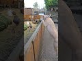 Lurcher Jumping #rock #music #hardrock #song #rockmusic #80smusic #funny #rockndogs #musicgenre #pu
