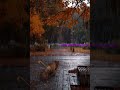 Megan Kottatum Song By SPB