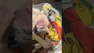 Video preview image #1 Labrador Retriever-Unknown Mix Puppy For Sale in The Woodlands, TX, USA