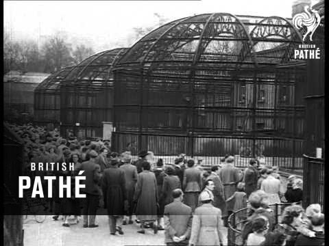 London Zoo Aka Holiday Sport (1952)