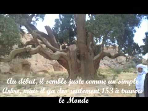 Tassili Tamaghit Djanet Part 3