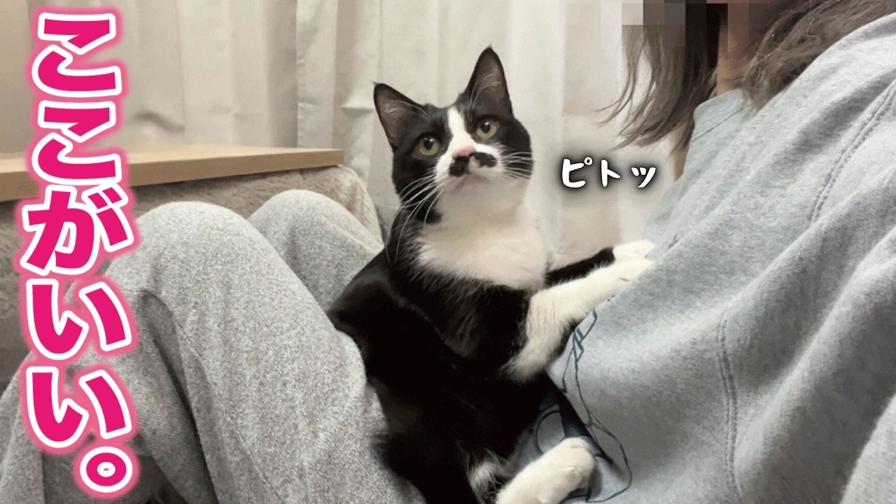 わざわざ狭い隙間に割って入ってまでくっつきたがる究極の甘えん坊がこちら