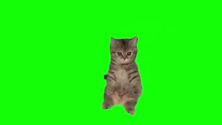 small cat casting a spell green screen