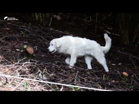 Storie di Convivenza - Stefano tra Alpi e Pianura