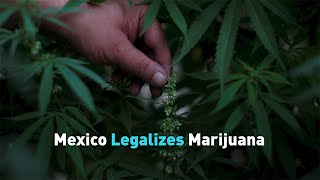 Mexico Legalizes Marijuana