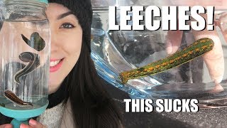 BITTEN By A LEECH! | Medicinal Leech Facts | Creature Feature by Emzotic