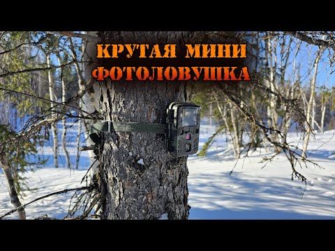 Мини фотоловушка которая меня удивила