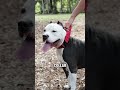 Big Dogs need strong collars get yours at thesummithound.com