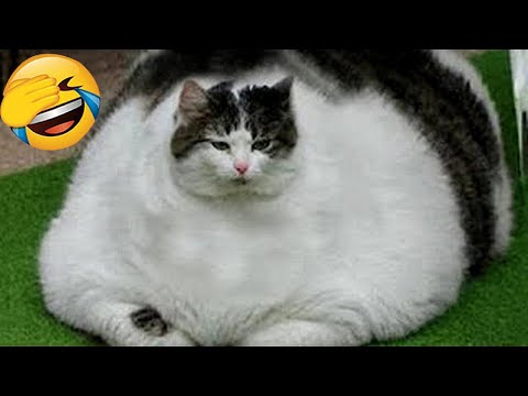 Try Not To Laugh ???? Funniest Cats and Dogs 2024 ???????? Part 15