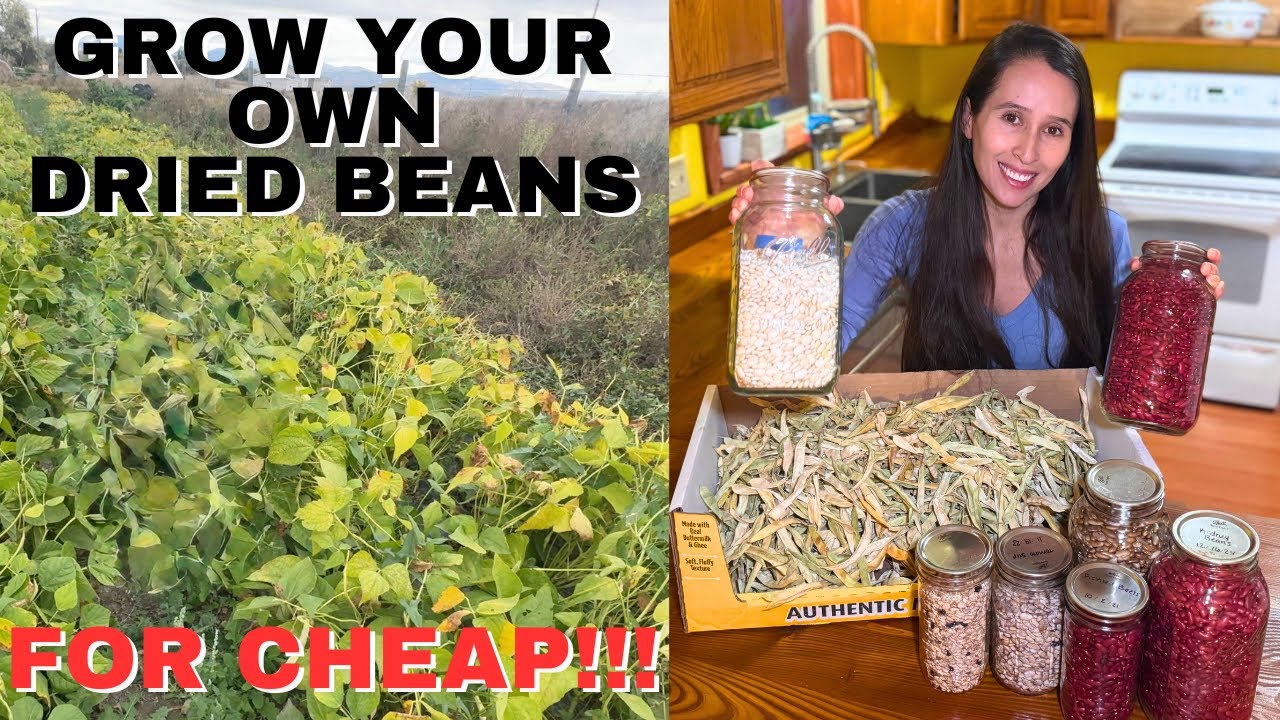 Dried beans at harvest