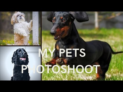 pets photography hashtags / #videos #pets #entertainment #viral #funny #funnypets #viralvideos #dog