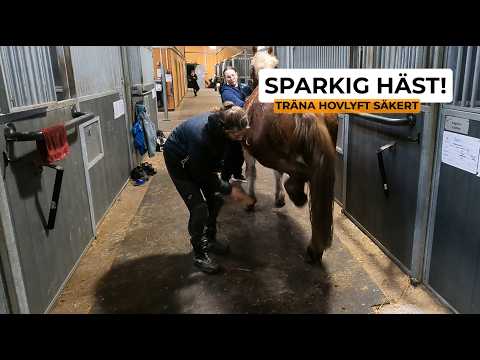 Såhär tränar du hovlyft på en orutinerad häst