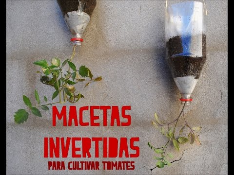 , title : 'MACETAS INVERTIDAS | Cultivo de tomate'