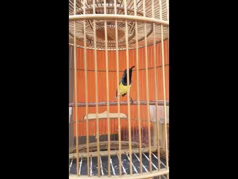 Ontong Novyj Trend Smotret Onlajn Na Sajte Trendovi Ru