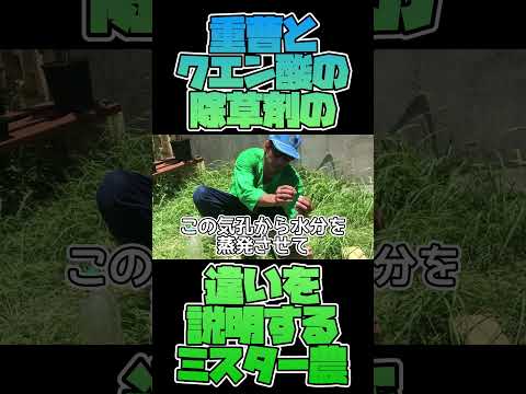 植物に重曹を使用するにはどうすればよいですか?どのような用量と頻度を守る必要がありますか?  庭園