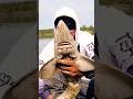 Video Thumbnail for River fishing  at North of Saskatchewan River #shorts #fishing #shorts #riverfishing #bankfishing