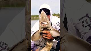 River fishing  at North of Saskatchewan River #shorts #fishing #shorts #riverfishing #bankfishing
