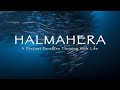 HALMAHERA DIVING A Distant Cinematic Paradise 4k