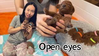 Our fall litters are 2 weeks old | 美国泰迪宝宝2周大，陆续睁眼啦