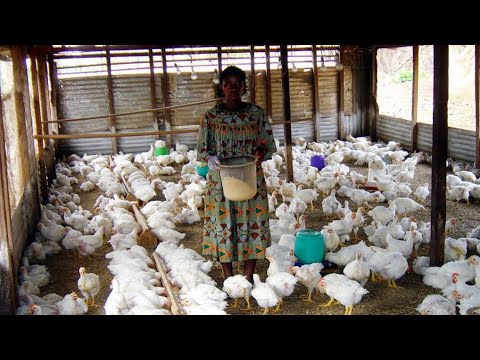 , title : 'comment reussir  l'elevage des poulets de chairs en afrique avec un petit budget'