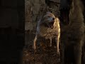 The dog is back in Resident Evil 4 Remake!