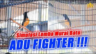 Download lagu SIMULASI LOMBA MURAI BATU TERBARU - Fighting for Championships‼️ mp3