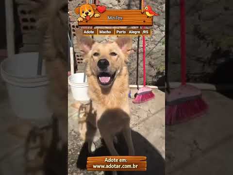 Vídeo de Marley 